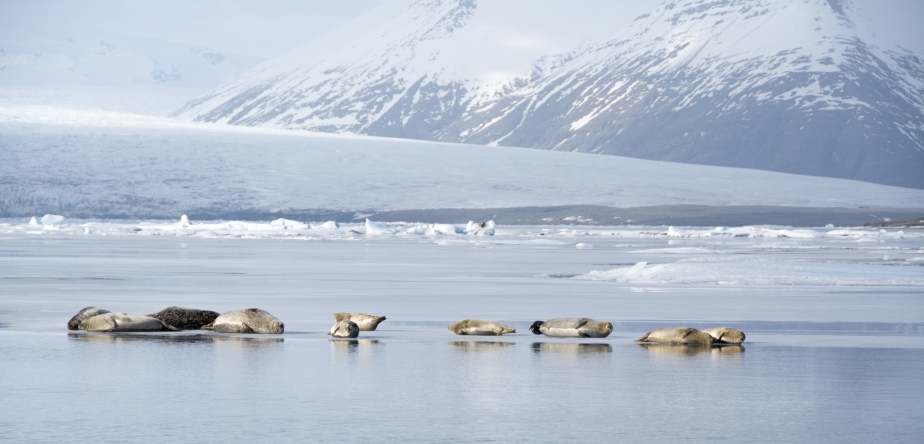 iceland seals